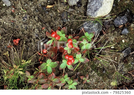 芬蘭苔原植物，Gozenta Chibana 果實 79825360