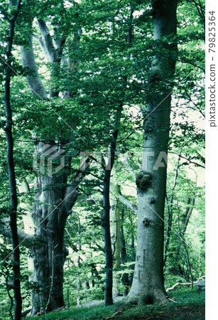 Danish beech forest Danish beech forest 79825364