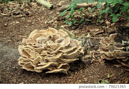 Vegetation in the far north of Finland, mushrooms Vegetation in the far north of Finland, mushrooms 79825365