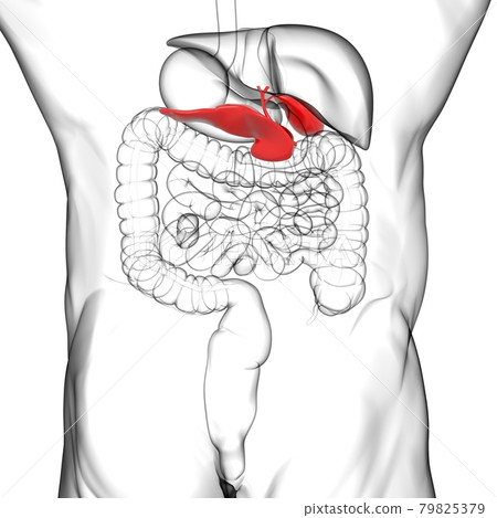 Gall Bladder Human Digestive System Anatomy For Medical Concept 3D 79825379