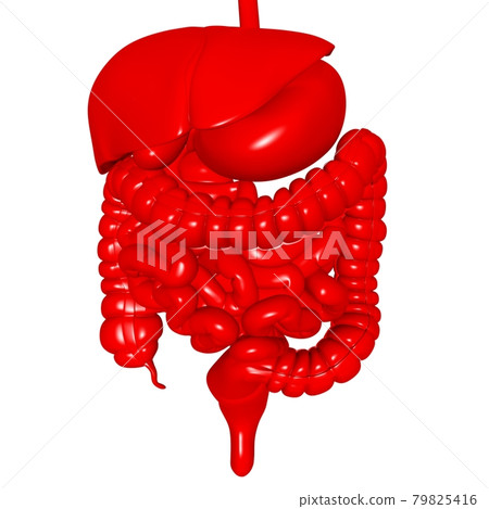 Human Digestive System Anatomy For Medical Concept 3D Rendering Human Digestive System Anatomy For Medical Concept 3D Rendering 79825416