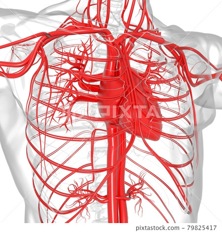 Human Heart With Circulatory System Anatomy For Medical Concept 3D Rendering Human Heart With Circulatory System Anatomy For Medical Concept 3D Rendering 79825417