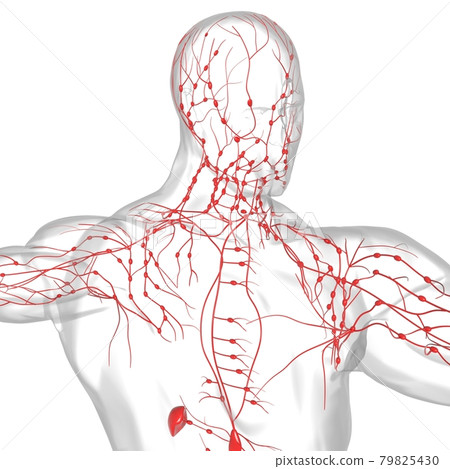 Human Lymph Nodes Anatomy For Medical Concept 3D Rendering 79825430