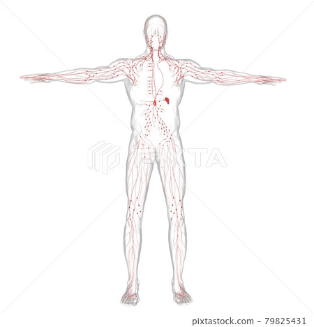 Human Lymph Nodes Anatomy For Medical Concept 3D Rendering 79825431