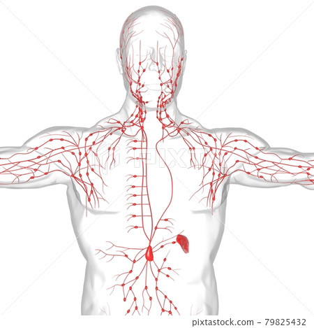 Human Lymph Nodes Anatomy For Medical Concept 3D Rendering 79825432