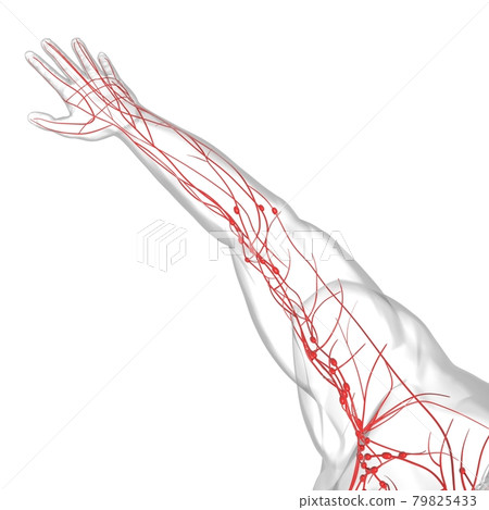 Human Lymph Nodes Anatomy For Medical Concept 3D Rendering 79825433