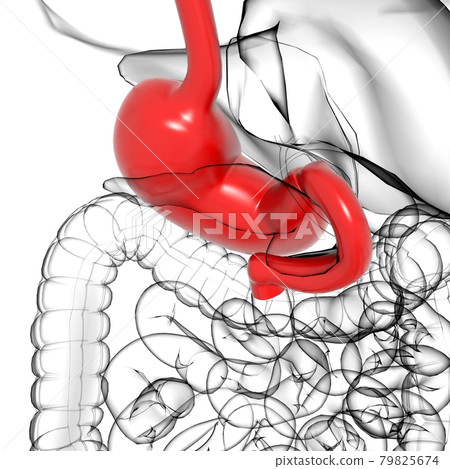 Stomach Anatomy Human Digestive System For Medical Concept 3D 79825674