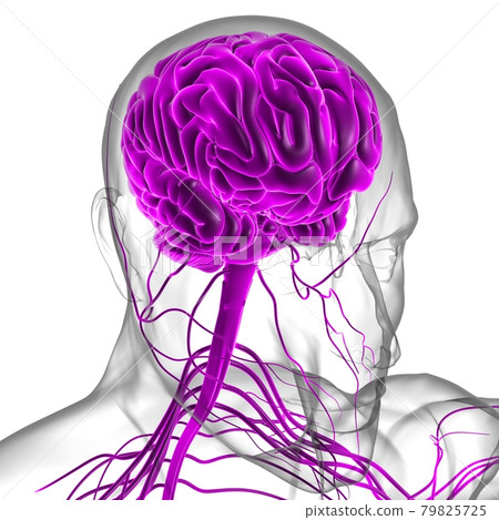 Human Brain Anatomy For Medical Concept 3D Rendering 79825725