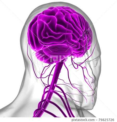 Human Brain Anatomy For Medical Concept 3D Rendering Human Brain Anatomy For Medical Concept 3D Rendering 79825726