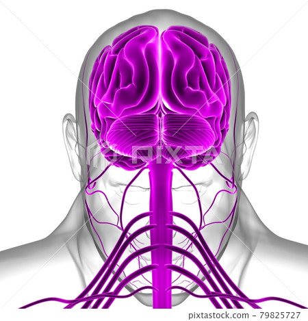 Human Brain Anatomy For Medical Concept 3D Rendering Human Brain Anatomy For Medical Concept 3D Rendering 79825727