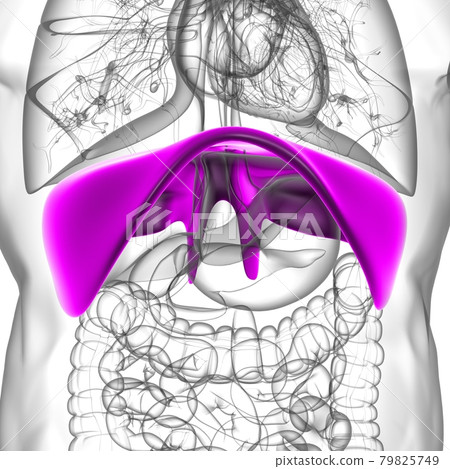 Diaphragm Human Respiratory System Anatomy For Medical Concept 3D Rendering Diaphragm Human Respiratory System Anatomy For Medical Concept 3D Rendering 79825749