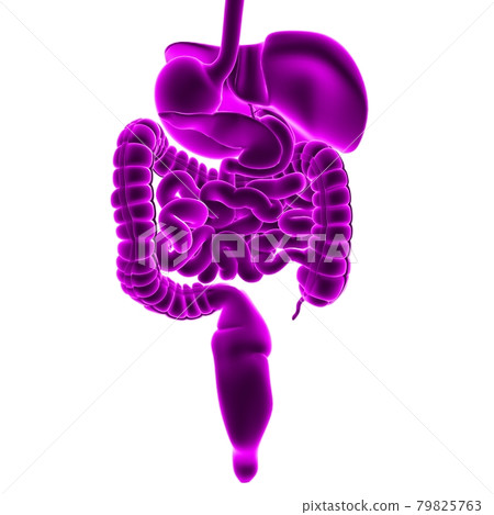 Human Digestive System Anatomy For Medical Concept 3D Rendering 79825763