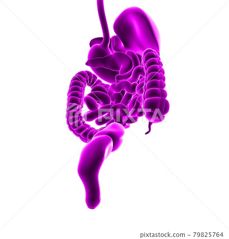 Human Digestive System Anatomy For Medical Concept 3D Rendering 79825764