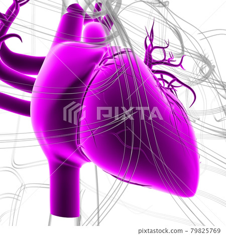 Human Heart Anatomy For Medical Concept 3D Rendering Human Heart Anatomy For Medical Concept 3D Rendering 79825769