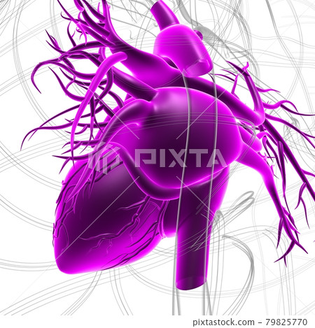 Human Heart Anatomy For Medical Concept 3D Rendering Human Heart Anatomy For Medical Concept 3D Rendering 79825770