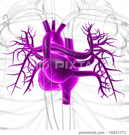 Human Heart Anatomy For Medical Concept 3D Rendering Human Heart Anatomy For Medical Concept 3D Rendering 79825771