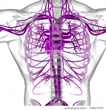 Human Heart With Circulatory System Anatomy For Medical Concept 3D Human Heart With Circulatory System Anatomy For Medical Concept 3D 79825783