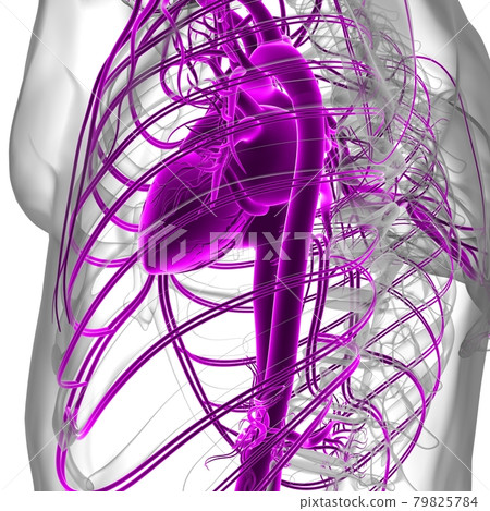 Human Heart With Circulatory System Anatomy For Medical Concept 3D Human Heart With Circulatory System Anatomy For Medical Concept 3D 79825784