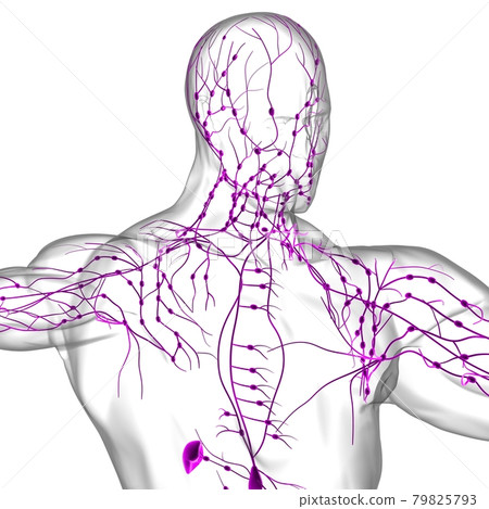 Human Lymph Nodes Anatomy For Medical Concept 3D Rendering 79825793
