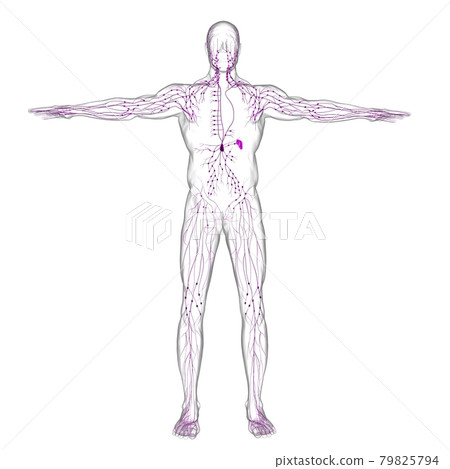 Human Lymph Nodes Anatomy For Medical Concept 3D Rendering 79825794