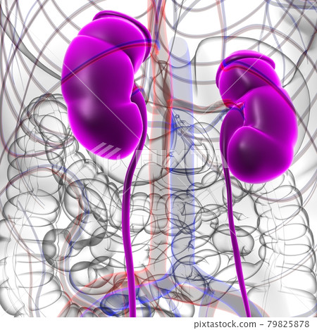 Human Urinary System Kidneys with Bladder Anatomy For Medical Concept 3D 79825878