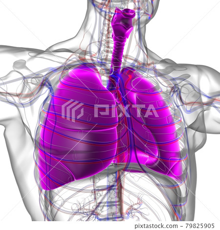 Lungs Human Respiratory System Anatomy For Medical Concept 3D Rendering 79825905