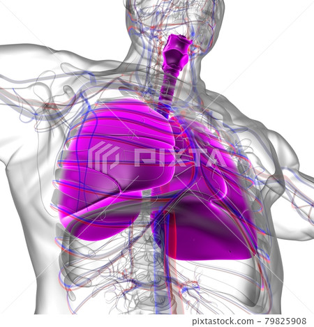 Lungs Human Respiratory System Anatomy For Medical Concept 3D Rendering 79825908