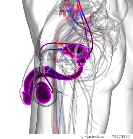 Male Reproductive System Anatomy For Medical Concept 3D Rendering Male Reproductive System Anatomy For Medical Concept 3D Rendering 79825923