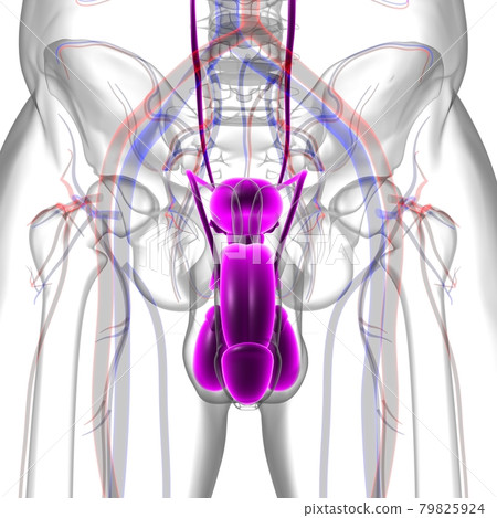 Male Reproductive System Anatomy For Medical Concept 3D Rendering Male Reproductive System Anatomy For Medical Concept 3D Rendering 79825924