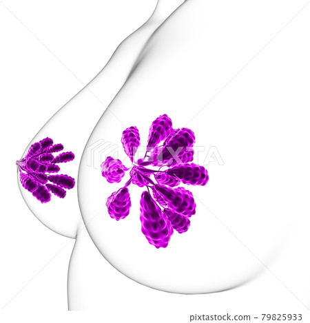 Mammary Glands Anatomy For Medical Concept 3D Mammary Glands Anatomy For Medical Concept 3D 79825933