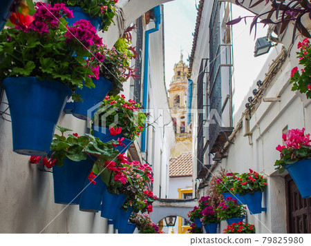 花的小直徑在西班牙科爾多瓦 花的小直徑在西班牙科爾多瓦 79825980