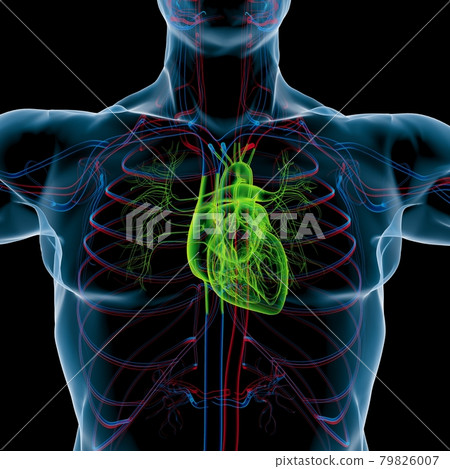 Human Heart Anatomy For Medical Concept 3D... - Stock Illustration ...