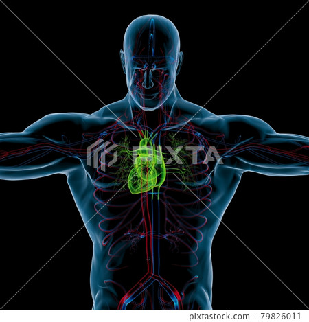 Human Heart Anatomy For Medical Concept 3D Rendering Human Heart Anatomy For Medical Concept 3D Rendering 79826011