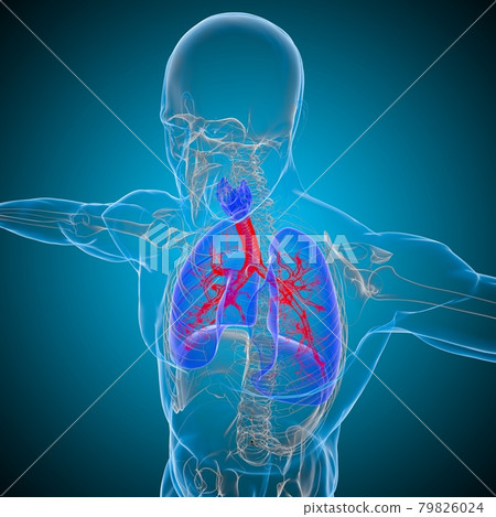 Lungs Human Respiratory System Anatomy For Medical Concept 3D Rendering 79826024