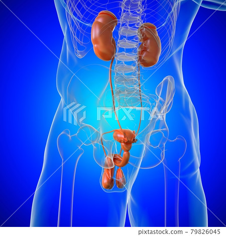 Male Reproductive System Anatomy For Medical Concept 3D Rendering 79826045