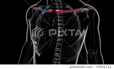 Human skeleton anatomy Clavicle Bones 3D Rendering Human skeleton anatomy Clavicle Bones 3D Rendering 79826112