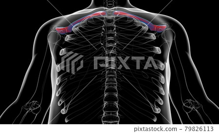 Human skeleton anatomy Clavicle Bones 3D Rendering Human skeleton anatomy Clavicle Bones 3D Rendering 79826113