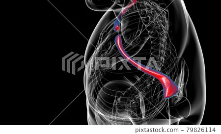 Human skeleton anatomy Clavicle Bones 3D Rendering Human skeleton anatomy Clavicle Bones 3D Rendering 79826114