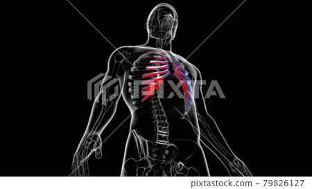 Human skeleton anatomy Costal Cartilage 3D Rendering 79826127
