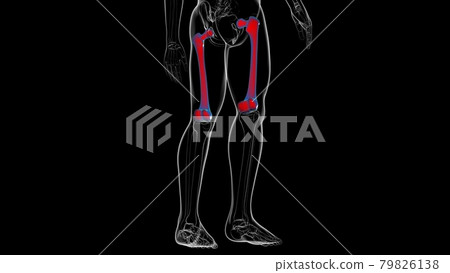 Human skeleton anatomy Femur Bone 3D Rendering 79826138