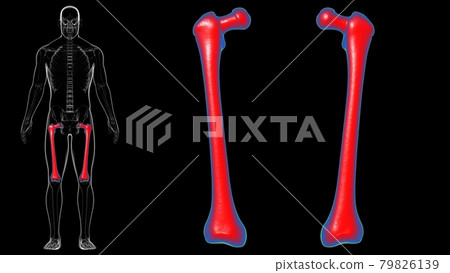 Human skeleton anatomy Femur Bone 3D Rendering 79826139