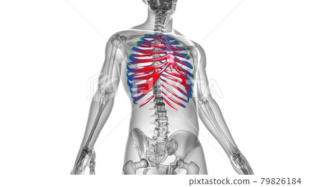 Human skeleton anatomy Rib Cage 3D Rendering Human skeleton anatomy Rib Cage 3D Rendering 79826184