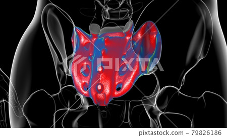 Human skeleton anatomy Sacral Bone 3D Rendering Human skeleton anatomy Sacral Bone 3D Rendering 79826186