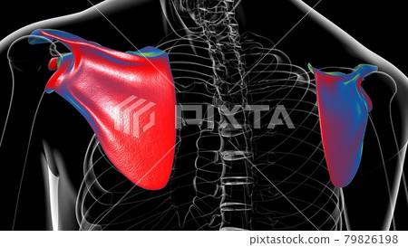 Human skeleton anatomy Scapula Bone 3D Rendering Human skeleton anatomy Scapula Bone 3D Rendering 79826198