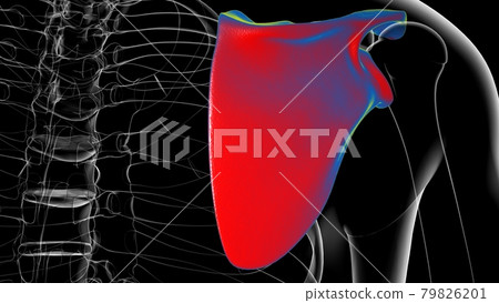 Human skeleton anatomy Scapula Bone 3D Rendering Human skeleton anatomy Scapula Bone 3D Rendering 79826201