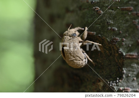 niisemi的小殼 niisemi的小殼 79826204