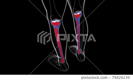 Human skeleton anatomy Tibia Bone 3D Rendering Human skeleton anatomy Tibia Bone 3D Rendering 79826230