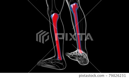 Human skeleton anatomy Tibia Bone 3D Rendering Human skeleton anatomy Tibia Bone 3D Rendering 79826231