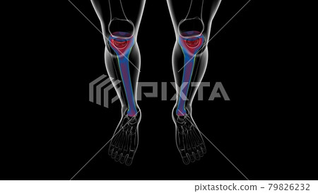 Human skeleton anatomy Tibia Bone 3D Rendering Human skeleton anatomy Tibia Bone 3D Rendering 79826232