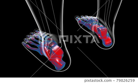 Human Skeleton Foot bones Anatomy For Medical Concept 79826259